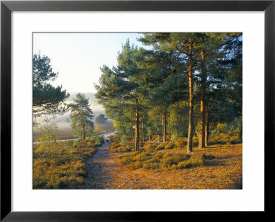 Scots Pine Trees Just After Sunrise In Autumn, Frensham Little Pond, Frensham Common, Surrey by Pearl Bucknall Pricing Limited Edition Print image