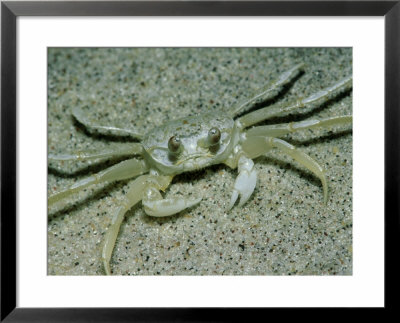 Ghost Crab, Assateaque Island, Usa by Gustav Verderber Pricing Limited Edition Print image