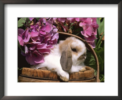 Holland Lop Eared Rabbit In Basket, Usa by Lynn M. Stone Pricing Limited Edition Print image