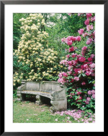 Curved Stone Bench & Rhododendron Hybrid Pink Pearl & Dairymaid by Sunniva Harte Pricing Limited Edition Print image