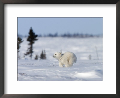 Polar Bear Cub, (Ursus Maritimus), Churchill, Manitoba, Canada by Thorsten Milse Pricing Limited Edition Print image