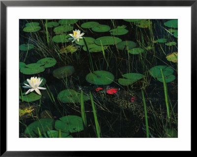 A Cuban Crocodile Lurks Almost Concealed Among Water Lily Pads And Blossoms by Steve Winter Pricing Limited Edition Print image