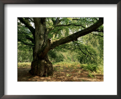 The New Forest, Hampshire, England, United Kingdom by Pearl Bucknall Pricing Limited Edition Print image
