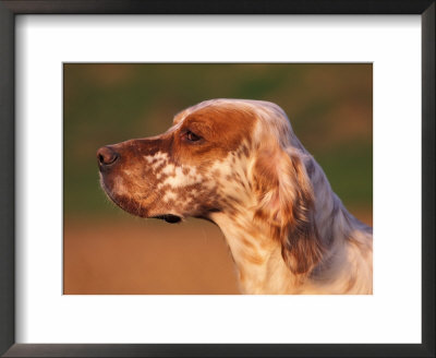 English Setter Profile by Adriano Bacchella Pricing Limited Edition Print image