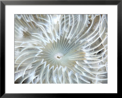 Plume Worm, Close Up, Uk by Mark Webster Pricing Limited Edition Print image