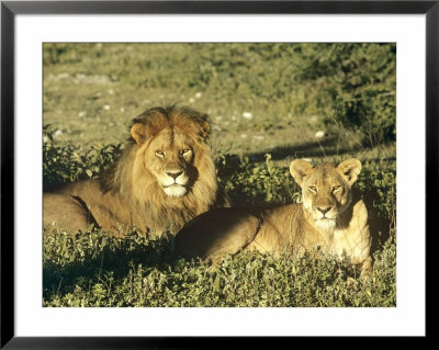 African Lion, Pair, East Africa by Frank Schneidermeyer Pricing Limited Edition Print image