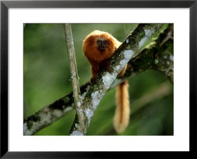 Golden Lion Tamarin, Rio De Janeiro, Brazil by Berndt Fischer Pricing Limited Edition Print image