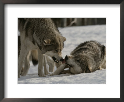 The Alpha Male Gray Wolf, Canis Lupus, Dominates The Omega Wolf by Jim And Jamie Dutcher Pricing Limited Edition Print image