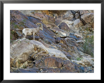 Portrait Of A Desert Big Horn Sheep, California by Rich Reid Pricing Limited Edition Print image