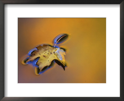 Maple Leaf Floating On Water Surface With Autumn Reflections, Michigan, Usa by Mark Carlson Pricing Limited Edition Print image