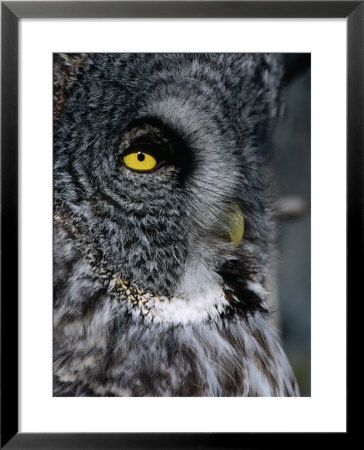 Face Of Great Grey Owl, Canada by Christer Fredriksson Pricing Limited Edition Print image