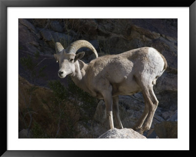 Endangered Peninsular Bighorn Sheep Ram, Anza-Borrego Desert State Park, California by Rich Reid Pricing Limited Edition Print image