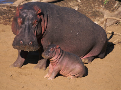 Hippopotamus Adult With Baby, Masai Mara, Kenya by Anup Shah Pricing Limited Edition Print image