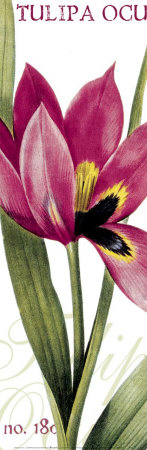 Tulipa Oculus by Pierre-Joseph Redoute Pricing Limited Edition Print image
