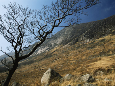 Wind-Beaten Tree At Glen Etive, Scottish Highlands, Uk by Adam Burton Pricing Limited Edition Print image