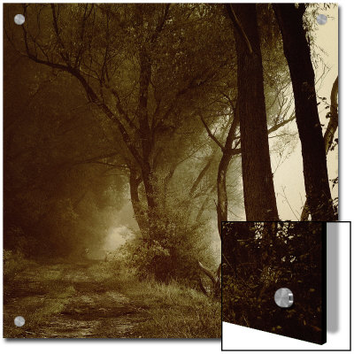 Foggy Path Through Forest by Ewa Zauscinska Pricing Limited Edition Print image