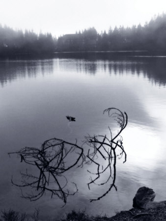 Tranquil Scene Of Lake by Ilona Wellmann Pricing Limited Edition Print image