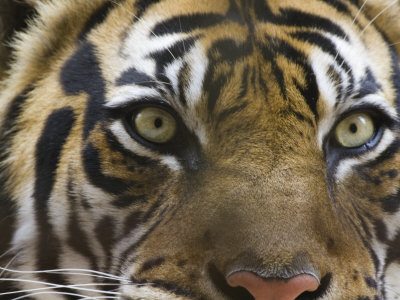 Close-Up Of A Tiger by Images Monsoon Pricing Limited Edition Print image