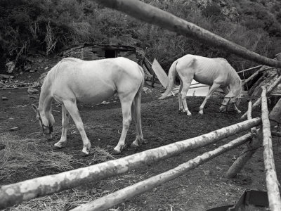 Two Horses by Images Monsoon Pricing Limited Edition Print image
