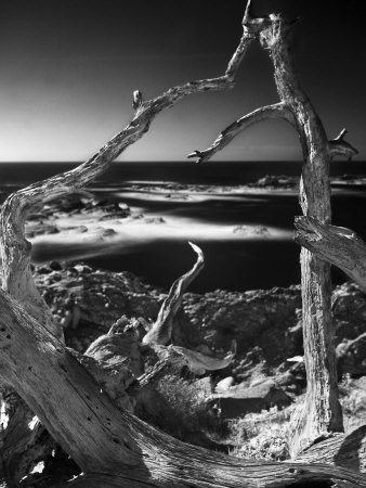 Looking Through A Dead Tree At The Pacific Ocean by Images Monsoon Pricing Limited Edition Print image