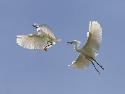 Snowy Egrets by Images Monsoon Pricing Limited Edition Print image