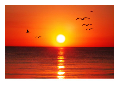 Gulls Reign Over Tranquil Sunset by Images Monsoon Pricing Limited Edition Print image