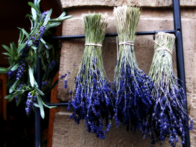 Bunches Of Cut Lavender Hung Upsidedown To Dry by Ilona Wellmann Pricing Limited Edition Print image