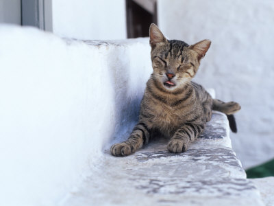 Cat, Hydra Island, Greece by Images Monsoon Pricing Limited Edition Print image