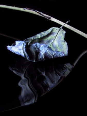 Dried Blue Leaf by Ilona Wellmann Pricing Limited Edition Print image