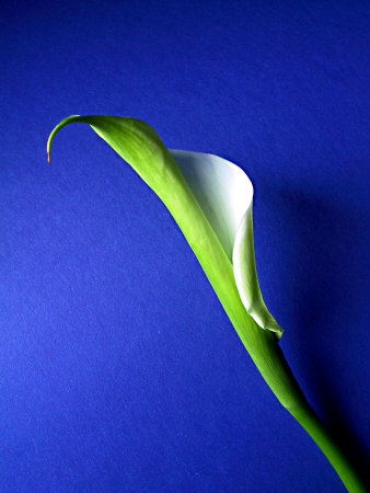 Calla Lily Bloom On Blue Background by Ilona Wellmann Pricing Limited Edition Print image