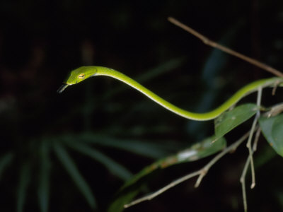 Slender Vine Snake Sensing With Its Tongue by Tim Laman Pricing Limited Edition Print image