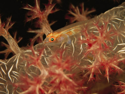 Camouflaged Goby Resting On A Soft Coral by Tim Laman Pricing Limited Edition Print image