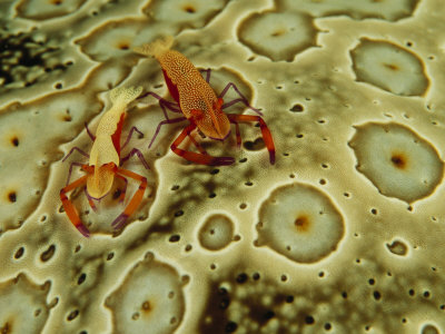 Emperor Shrimp Crawling On A Sea Cucumber by Tim Laman Pricing Limited Edition Print image