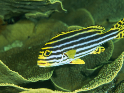 Oriental Sweetlips, Cruising Over A Wavy Coral by Tim Laman Pricing Limited Edition Print image