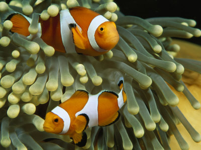 Pair Of Anemonefish In The Tentacles Of A Sea Anemone by Tim Laman Pricing Limited Edition Print image