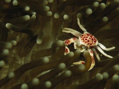 Porcelain Crab Crawling In A Sea Anemone by Tim Laman Pricing Limited Edition Print image