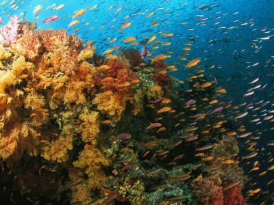 Reef Scene Teeming With Schools Of Anthias And Fusilier Fish by Tim Laman Pricing Limited Edition Print image