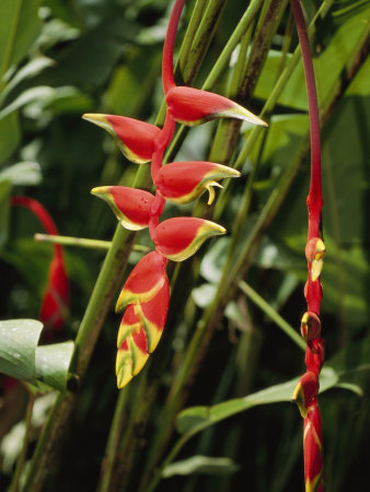 Heliconia, Heliconia Rostrata, Plant In Bloom by Tim Laman Pricing Limited Edition Print image