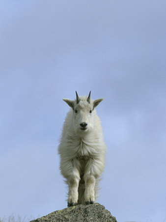 Mountain Goat (Oreamnos Americanus) Perched On A Rock by Tom Murphy Pricing Limited Edition Print image