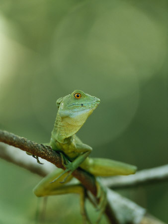 Close View Of A Lizard Perched On A Tree Branch by Tom Murphy Pricing Limited Edition Print image