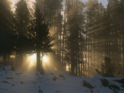 Rays Of Sunlight Silhouette Backlit Pine Trees by Tom Murphy Pricing Limited Edition Print image