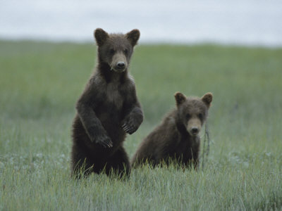 Brown Bear Cubs (Ursus Arctos) Foraging On Grass by Tom Murphy Pricing Limited Edition Print image