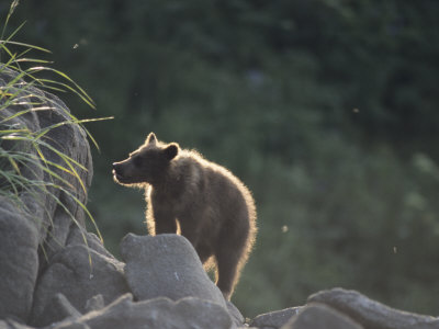 Bear Cub Climbing On Rocks by Tom Murphy Pricing Limited Edition Print image