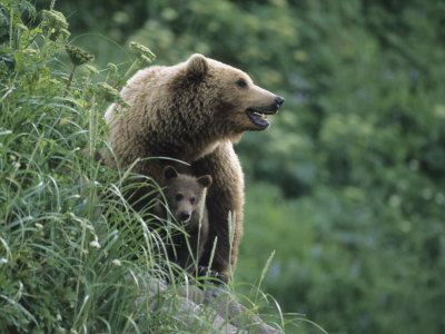 Brown Bear (Ursus Arctos) And Cub by Tom Murphy Pricing Limited Edition Print image