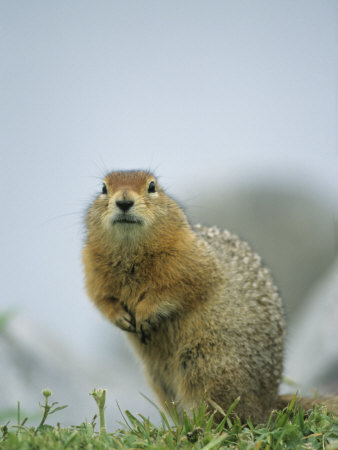 Ground Squirrel by Tom Murphy Pricing Limited Edition Print image