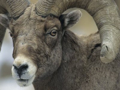 American Bighorn Sheep (Ovis Canadensis) Ram by Tom Murphy Pricing Limited Edition Print image