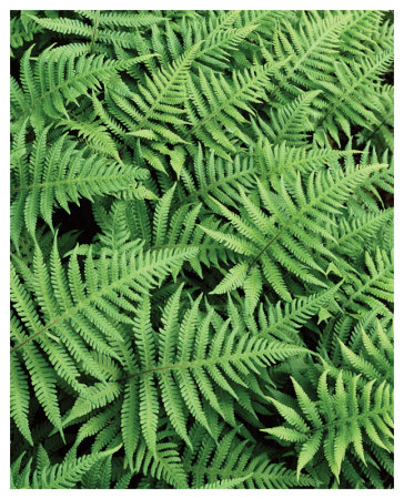 Beaver River Ferns by Danny Burk Pricing Limited Edition Print image