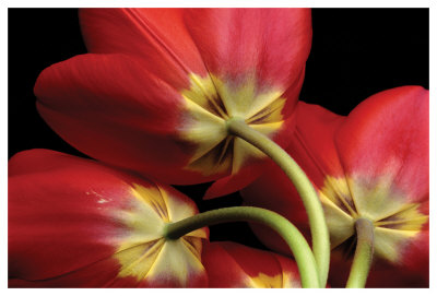 Tulips Iv by Danny Burk Pricing Limited Edition Print image
