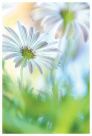 Daisy Dance by Karin Connolly Pricing Limited Edition Print image