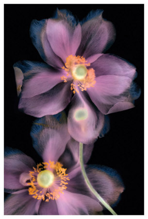 Anemone On Black by Harold Davis Pricing Limited Edition Print image